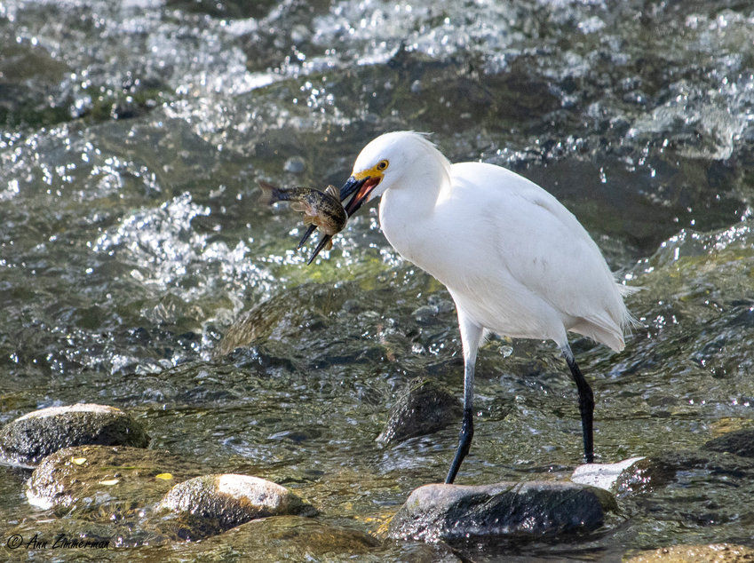 A snowy egret eats at Wheat Ridge's Prospect Park in May 2021.